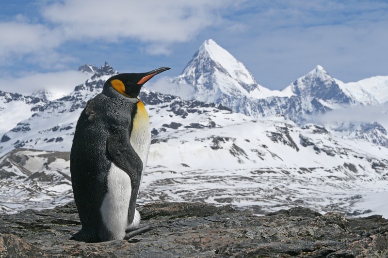 IMG_1811c.jpg - King Penguin (Aptenodytes patagonicus)
